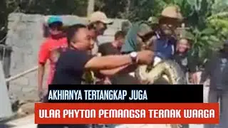 Ular Phyton Raksasa Ditangkap Warga