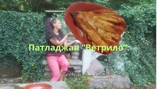 Патладжан "Ветрило".  बैंगन  茄子  eggplant   berenjena  חציל   الباذنجان