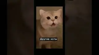 Сплошная милота