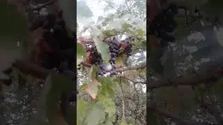 grape 🍇🍇🍇