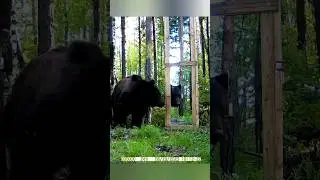 ВРОДЕ БЫ НЕТ НИКОГО. 