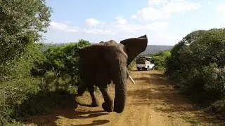 South Africa Game Drive
