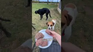 Healthy pre-made raw food for dogs | Darwin’s Pet Food | How to extend your dog’s life 🐶🥩🤍