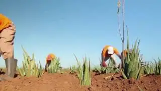 Giới thiệu Tập đoàn FLP Forever Living Products