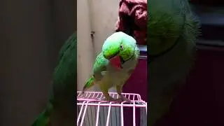 #funny #mitthua #birds #parrot #parrottalking🦜