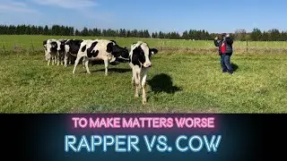 Rapper vs. Cow
