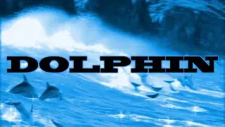 Dolphin - Lil Kaviar & Sawaki (Lyric Video)