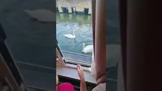 despertar y acostarse con la visita de cisnes Ámsterdam 2022 camilucy rob