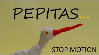 PEPITAS | STOP MOTION | Angelo Ridissi