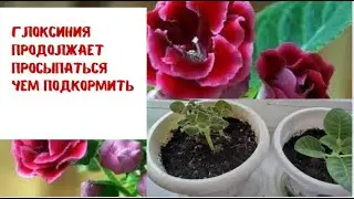 Глоксиния продолжает просыпаться после периода покоя Чем подкормить глоксинию после отдыха