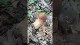 Вкусняшечка