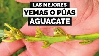 ¿ Cómo seleccionar YEMAS, PUAS o BARETAS para injertar aguacate? dudas y consejos.🥑🥑🥑