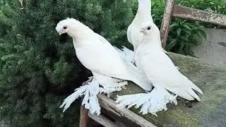 Беленькие голуби!!!!!!!!