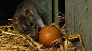 Air Rifle Hunting, Chicken Farm Rats