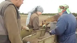 Уборка картофеля самодельным комбайном