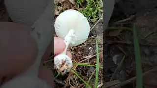 мухомор пантерный?