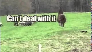 fuck you sheeps