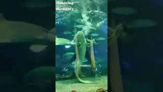 MAN DANCES WITH SHARK! #shorts #man #dance #with #shark