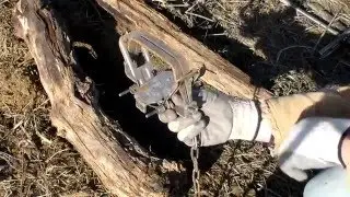 How to Set a Fox and Coyote Trap