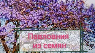 Павловния из семян. Подготовка почвы. Посадка семян.