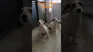 джеки и джени с сыром на носу.