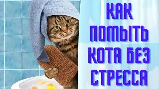 Как помыть кота без стресса