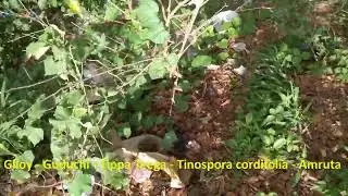 2 Amruta LIFE Giloy Guduchi Tippa Teega Tinospora cordifolia Ayurvedic cure Diabetes Blood Pressure