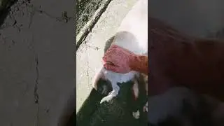 детей топят ужас