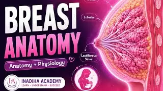 Breast Structure & Function Explained | Lactation, Hormones & Clinical Anatomy