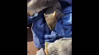 Cute Baby Squirrel Rescue Getting Pets After Rescued