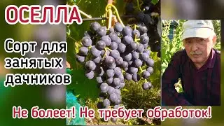ОСЕЛЛА - сорт для занятых дачников! Минимальный уход!