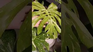 Цветочные новости 🌱 2.09.24 #shorts #комнатныерастения