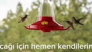 Evde Kuş Biti Olduğunu Nasıl Anlarız