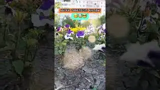 АБУКА ТӨБЕЛЕСІП ҚАЛДЫ 🤓🤯😠