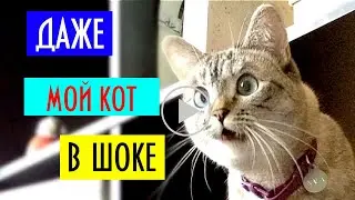 НЕВЕРОЯТНЫЙ ТРЮК! Кот в шоке!
