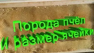 Профессор Кашковский: Порода пчёл и размер ячейки