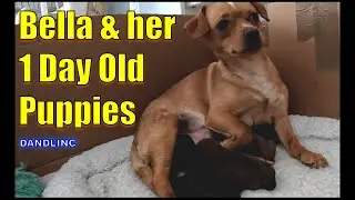 1 Day Old Puppies (Chihuahua / Jack Russell (Taco Terrier))