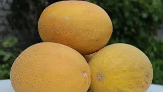 Сушеная дыня на зиму. Чипсы из дыни.