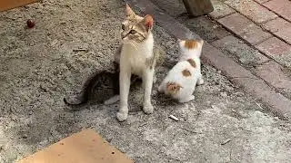 Kedi yavrularının günlük hayatı 4