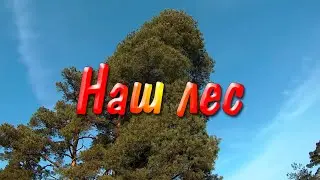 Наш лес - музыка для релаксации, медитации, сна