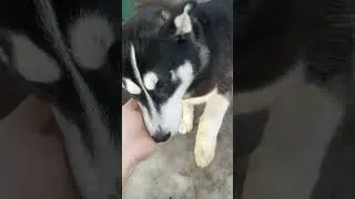 Загрыз самую хорошую курицу 