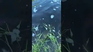 Щука с переката #рыбалка #поймалотпусти #fishing #малыереки #рыбак #щука #спиннинг #рыбалка #ручей