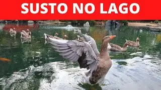 ❤️Apenas um [SUSTO] passeando NO PARQUE – dia FELIZ em família - Deluene Affonso