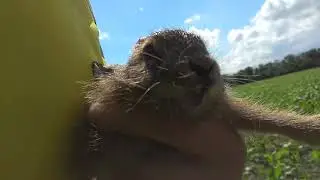 Kamikaze Hare Rescue from the Kobchik Bird
