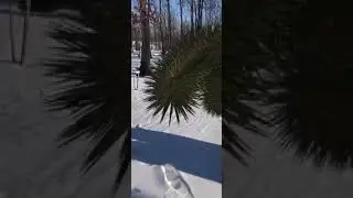 АЛЛОХОРТУС
