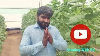 पॉलीहाउस रोगों को कैसे नियंत्रित करें||मोज़ेक वायरस||पॉली हाउस में डाउनी फफूंदी||खीरा के कीट व रोग