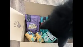 Pets Deli Entspanntes Reisen Paket - Reisepaket für Hunde 💙| Husky Haul | 🐺 Husky Goraidh 🐾