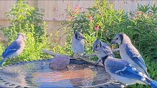 Amazing Sight: 4 Blue Jay Fledglings Gather at Birdbath!