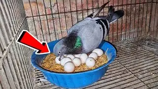 الحمام كله قاطع بيض😯شوف السبب والعلاج 👌