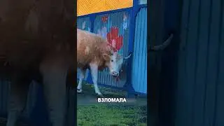 Корова разгромила ворота чтобы ДОСТУЧАТЬСЯ ДО ХОЗЯИНА😱🔥🥺
